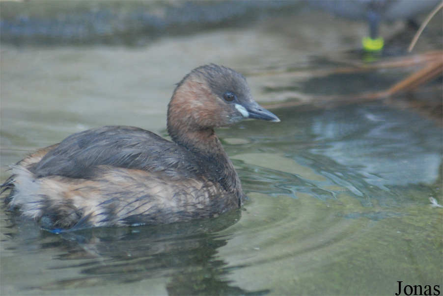 Tachybaptus ruficollis