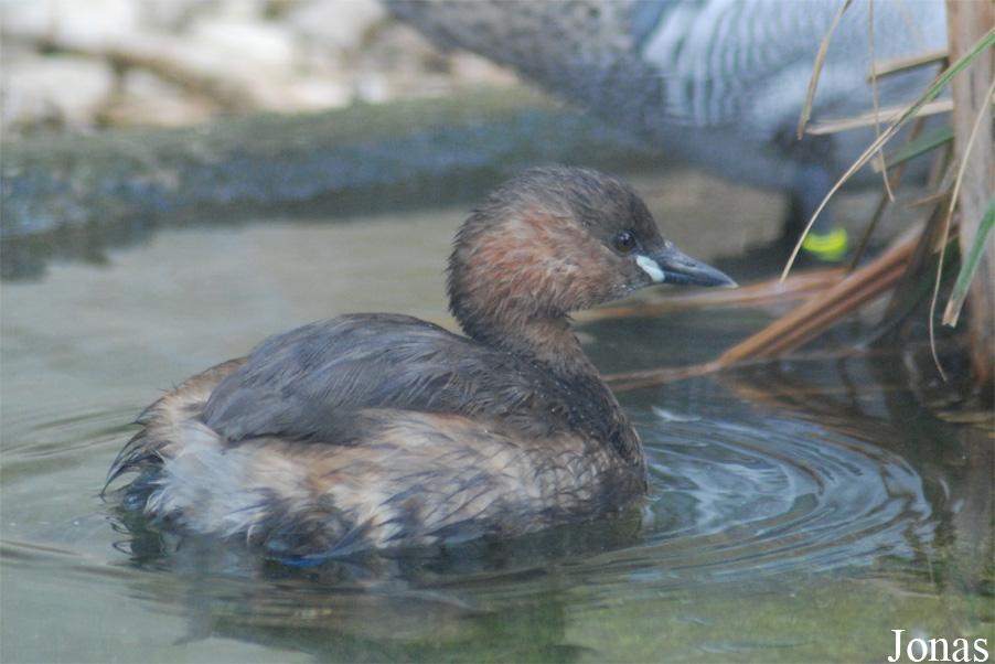 Tachybaptus ruficollis