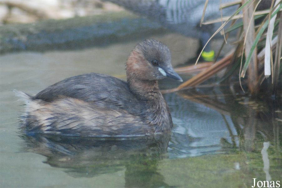 Tachybaptus ruficollis