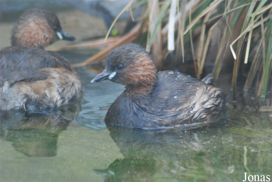 Tachybaptus ruficollis