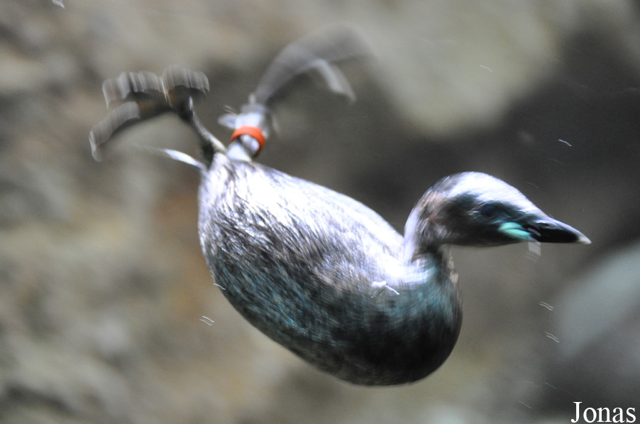 Tachybaptus ruficollis