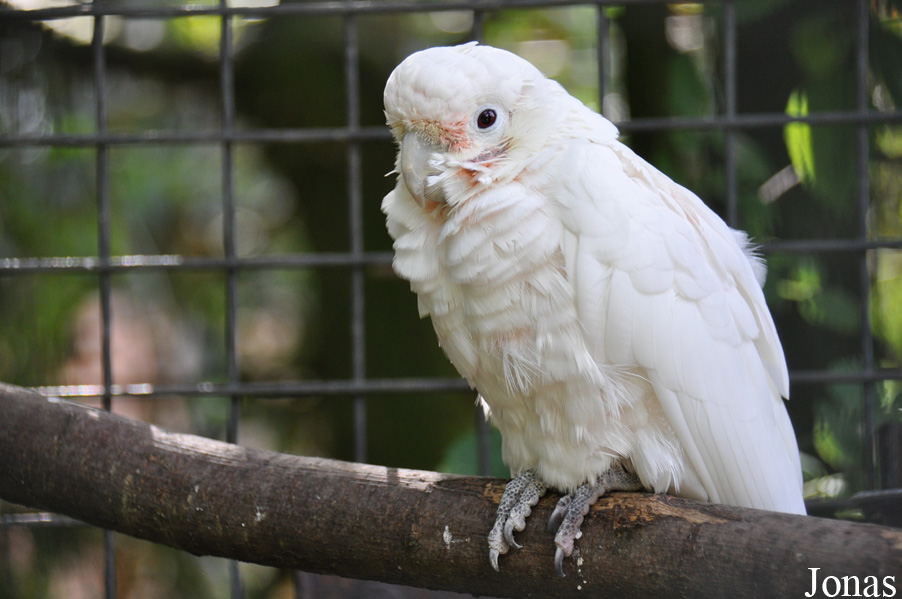 Cacatua goffiniana