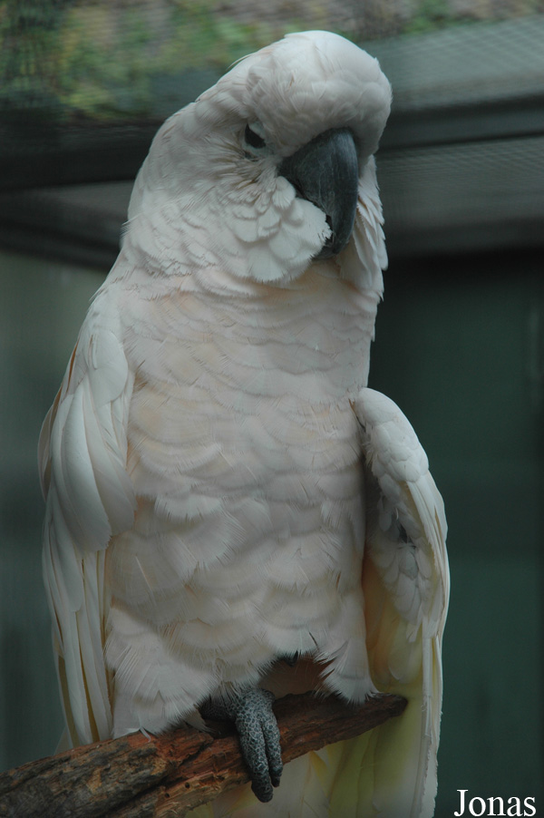Cacatua moluccensis