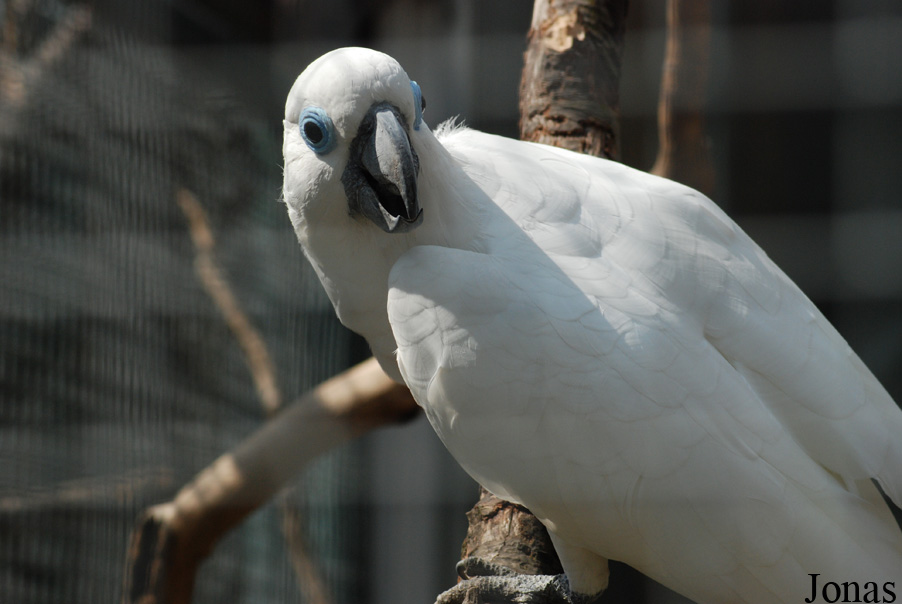 Cacatua ophthalmica