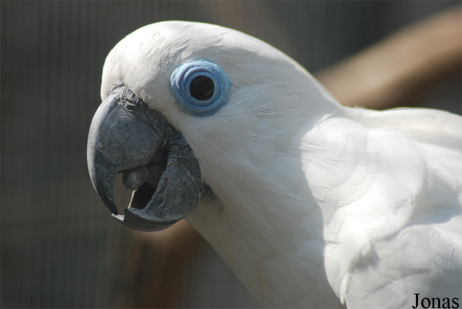 Cacatua ophthalmica
