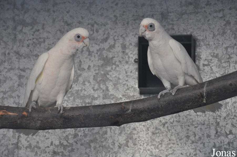 Cacatua sanguinea