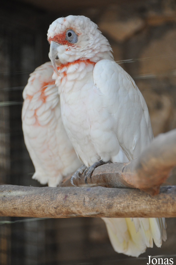 Cacatua tenuirostris