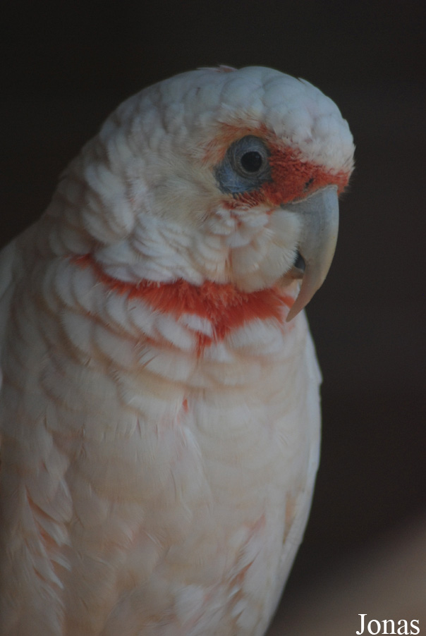 Cacatua tenuirostris