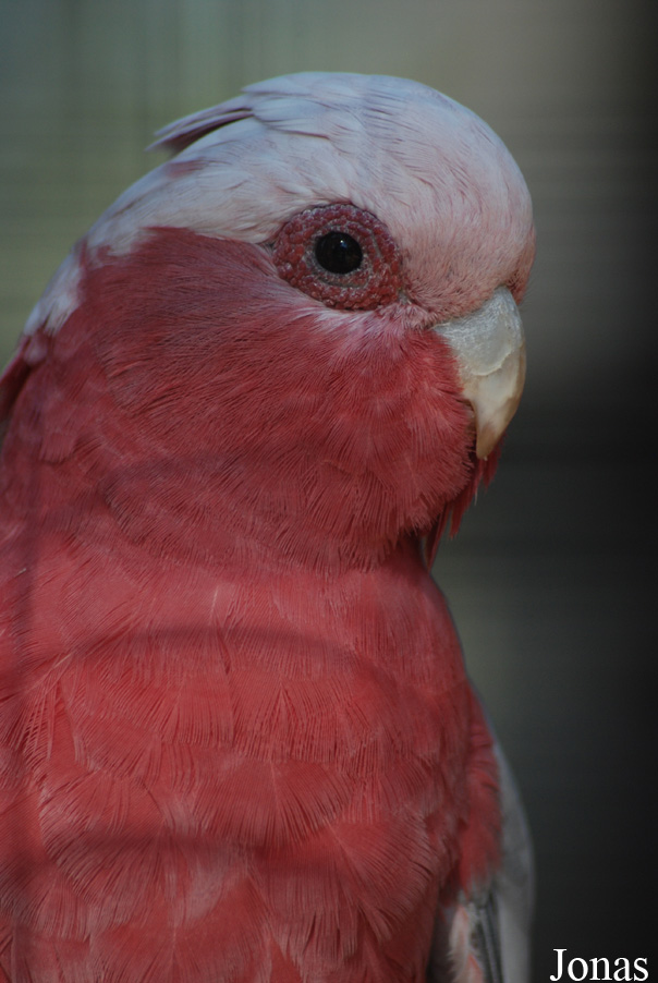 Eolophus roseicapilla