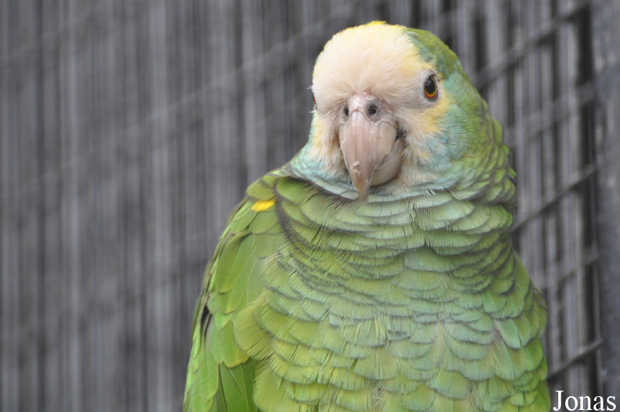 Amazona barbadensis