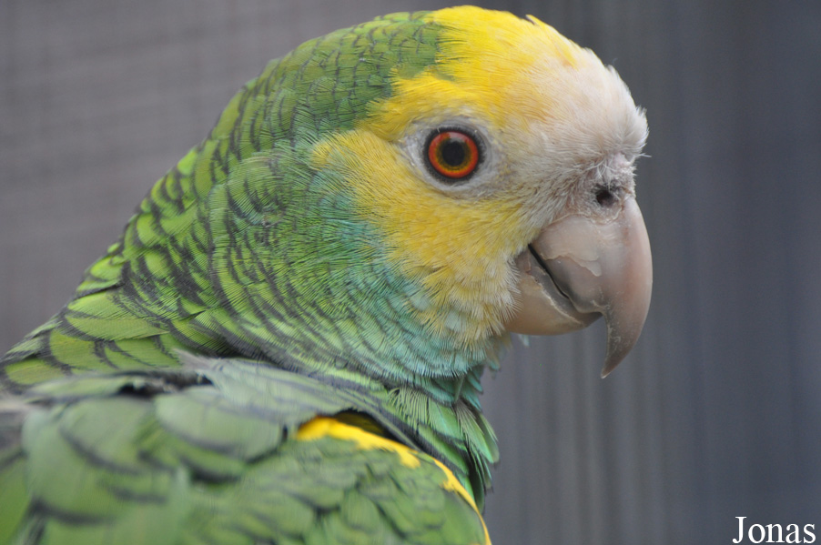 Amazona barbadensis