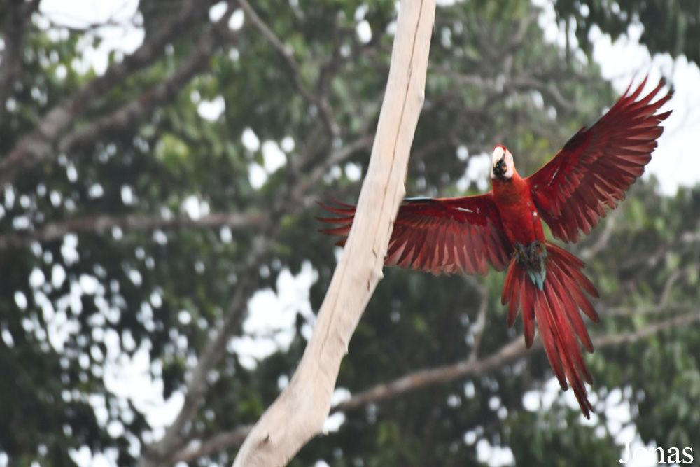 Ara macao macao / Lac de Petit Saut