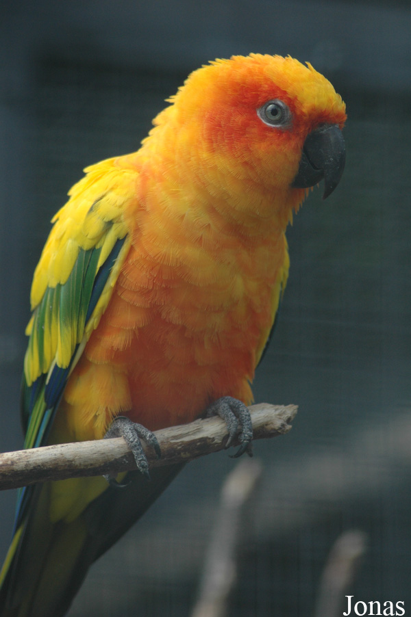 Aratinga solstitialis