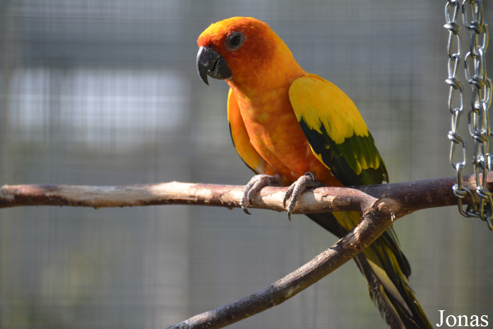 Aratinga solstitialis