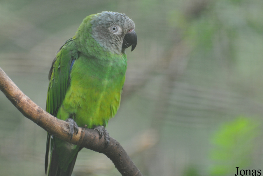 Aratinga weddellii