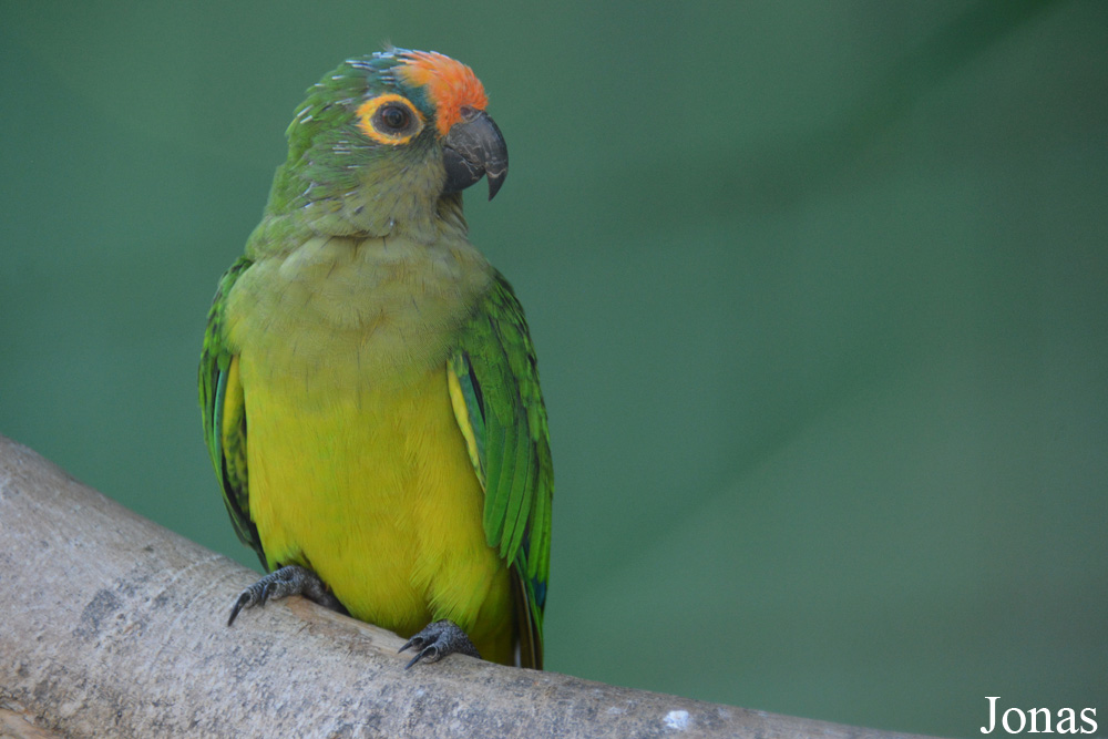 Eupsittula aurea