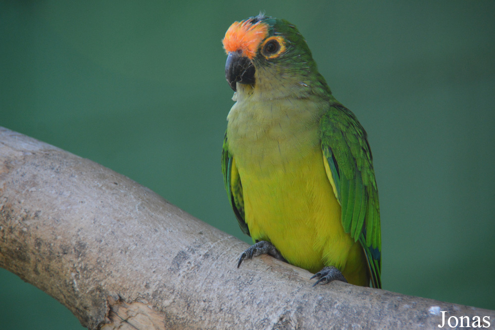 Eupsittula aurea