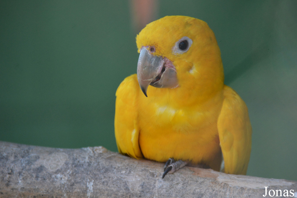 Guaruba guarouba