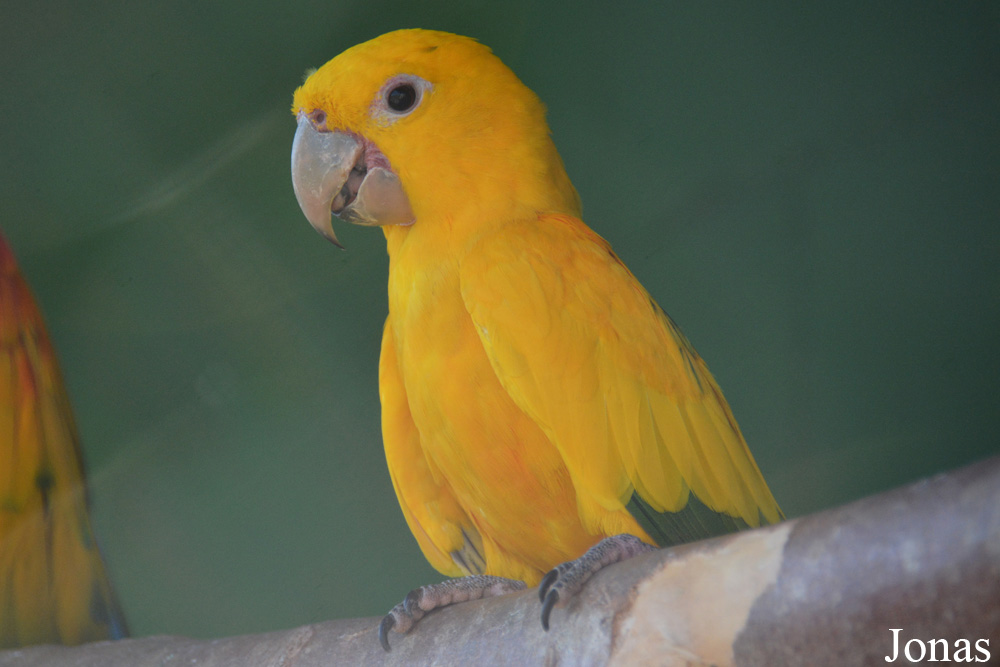 Guaruba guarouba