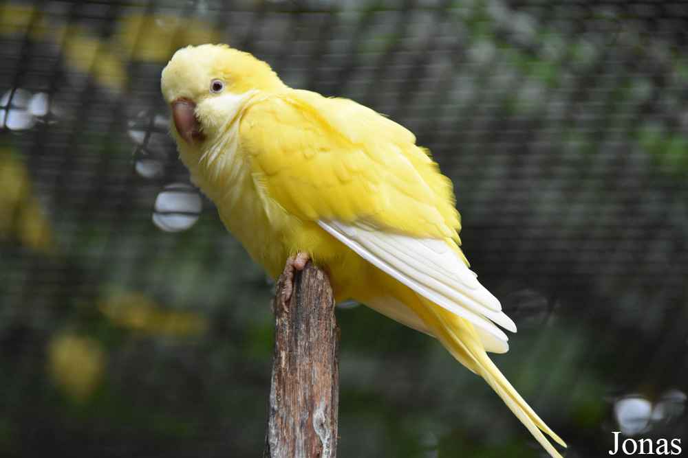 Myiopsitta monachus