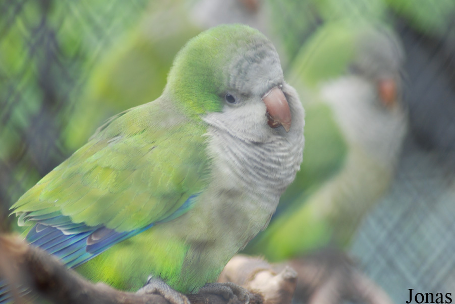 Myiopsitta monachus