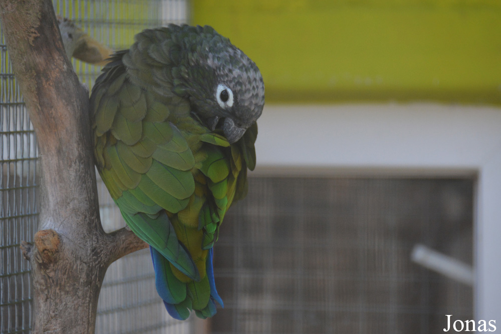 Pionus maximiliani