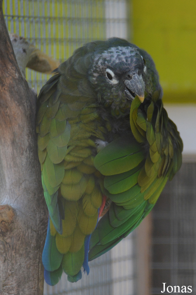 Pionus maximiliani