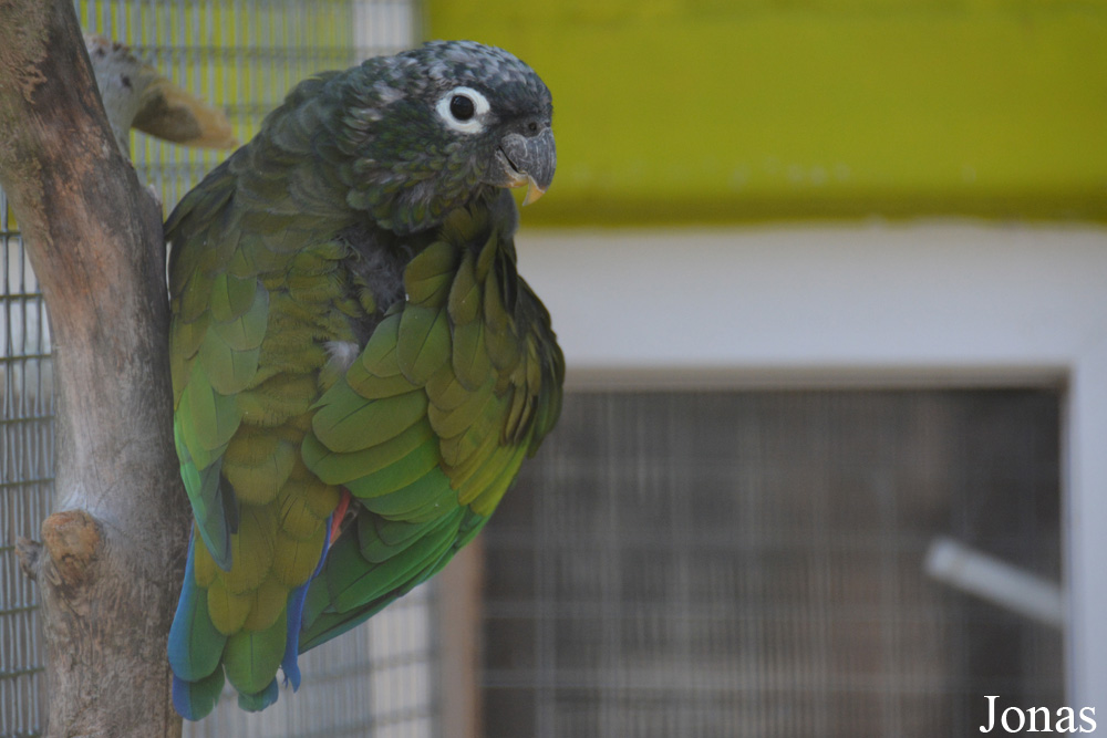Pionus maximiliani