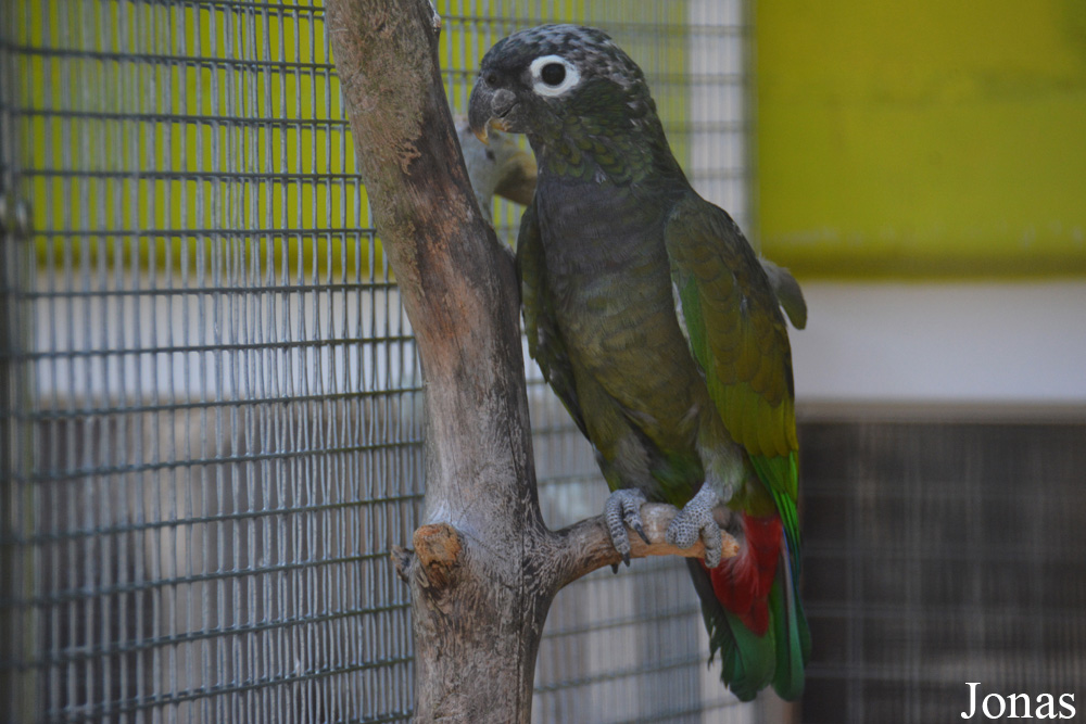 Pionus maximiliani