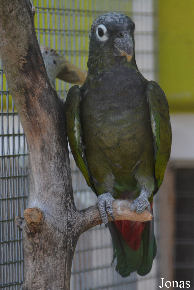 Pionus maximiliani