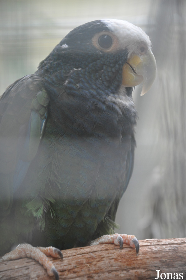 Pionus senilis