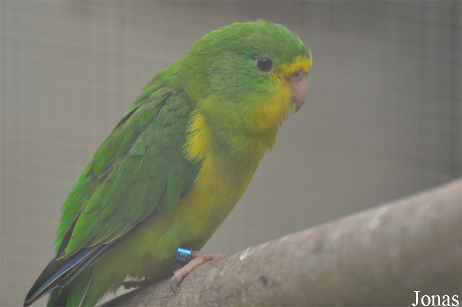 Psilopsiagon aurifrons