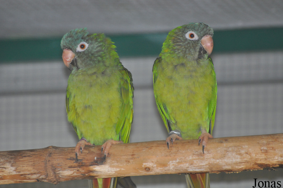 Psittacara acuticaudatus