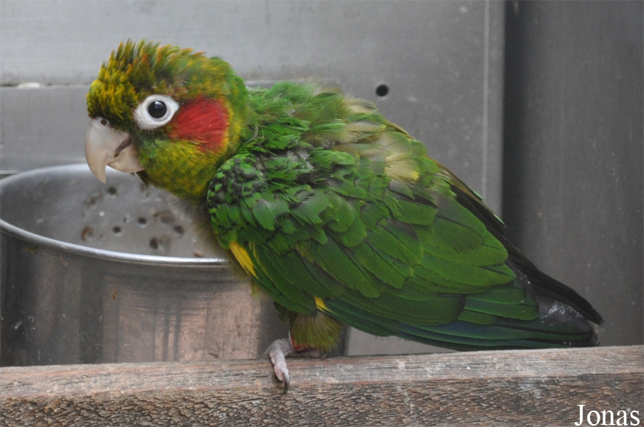 Pyrrhura hoffmanni