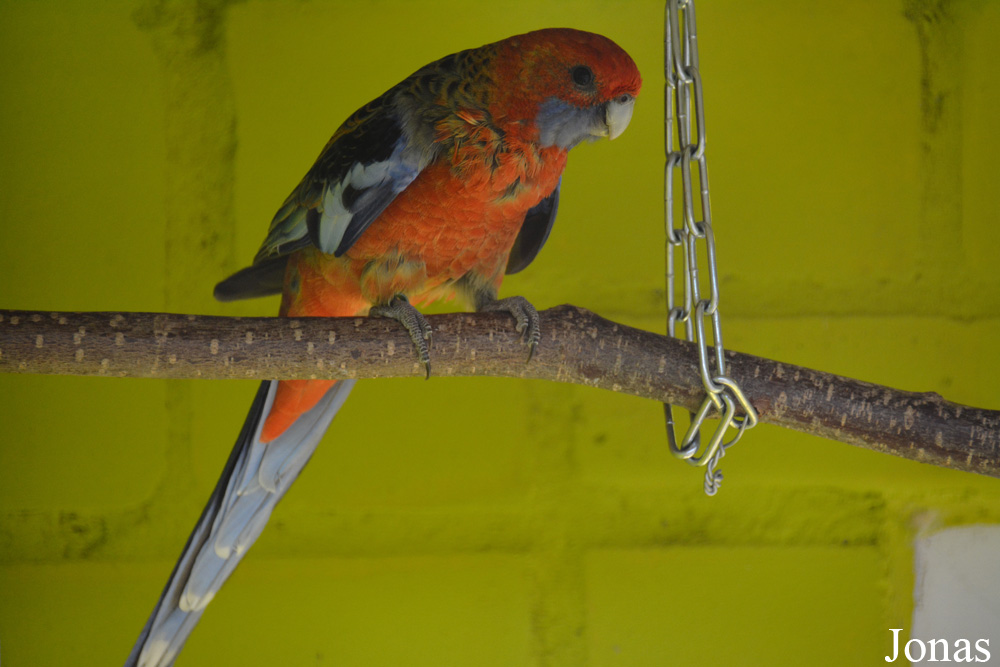 Platycercus adelaidae