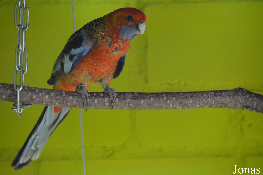 Platycercus adelaidae