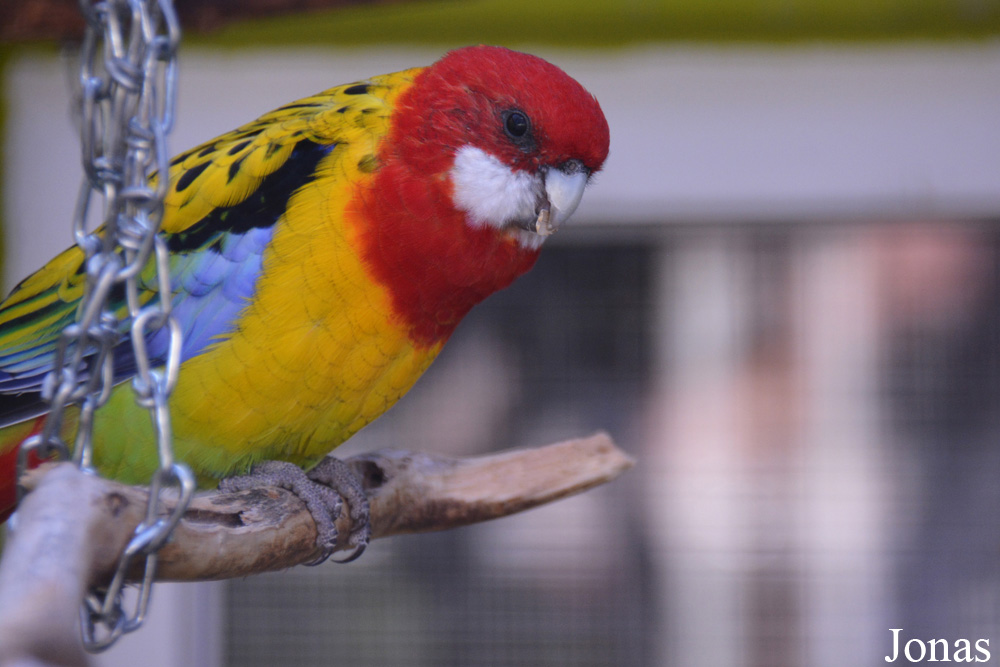 Platycercus eximius