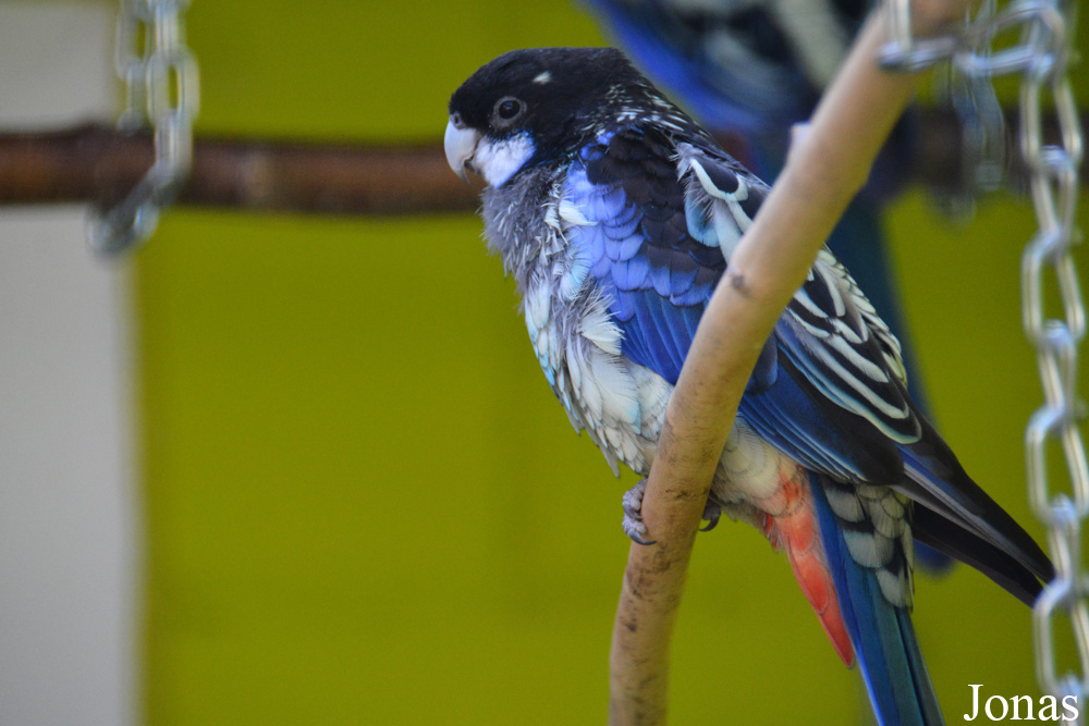 Platycercus venustus