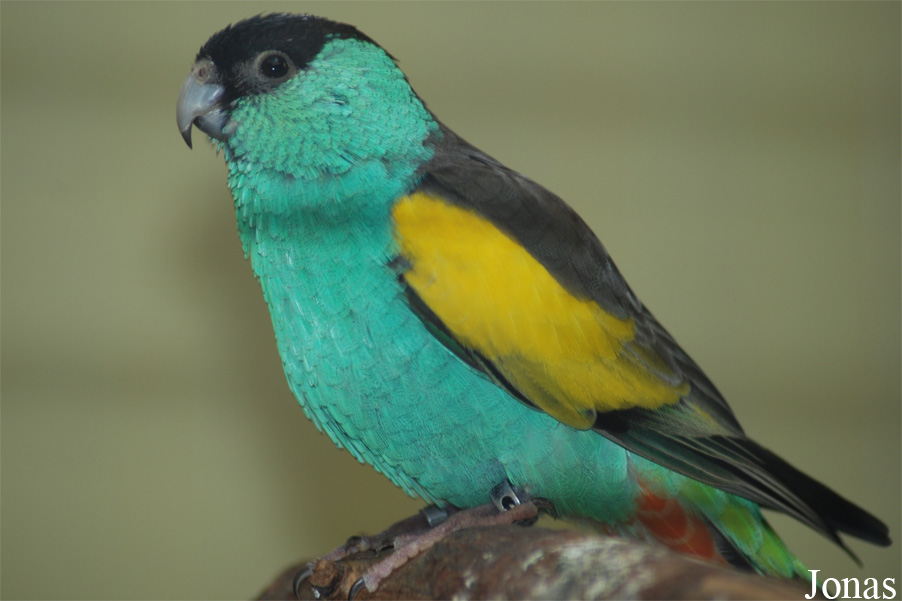 Psephotellus dissimilis