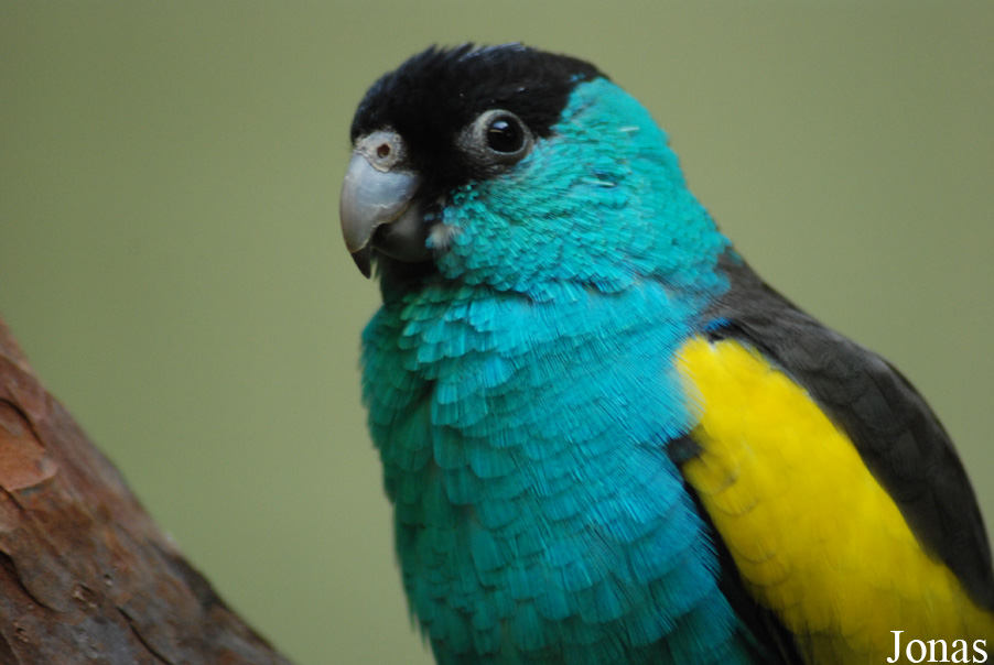Psephotellus dissimilis