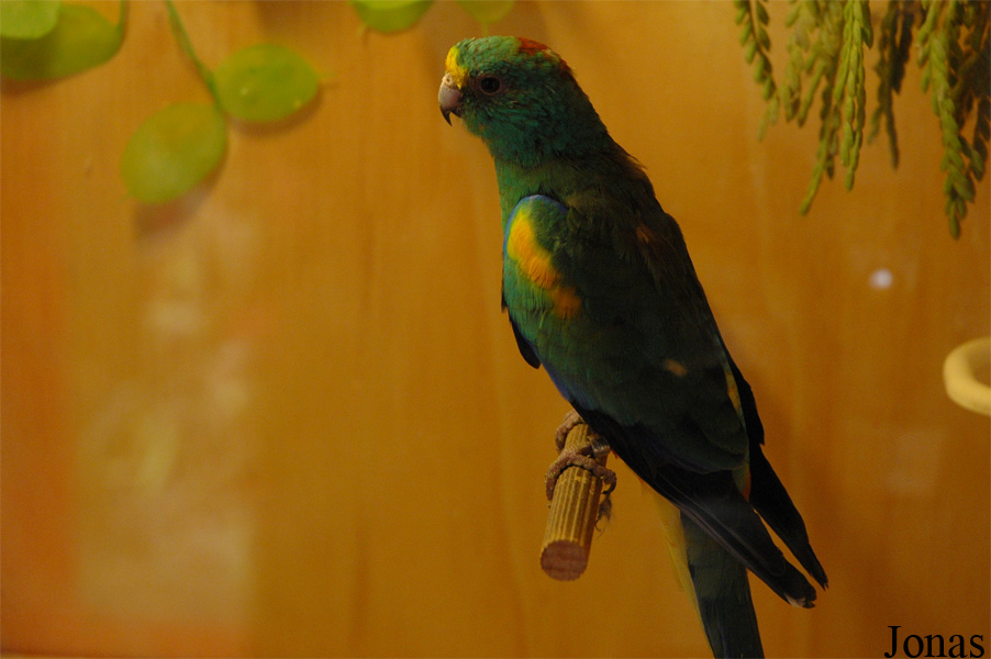Psephotellus varius