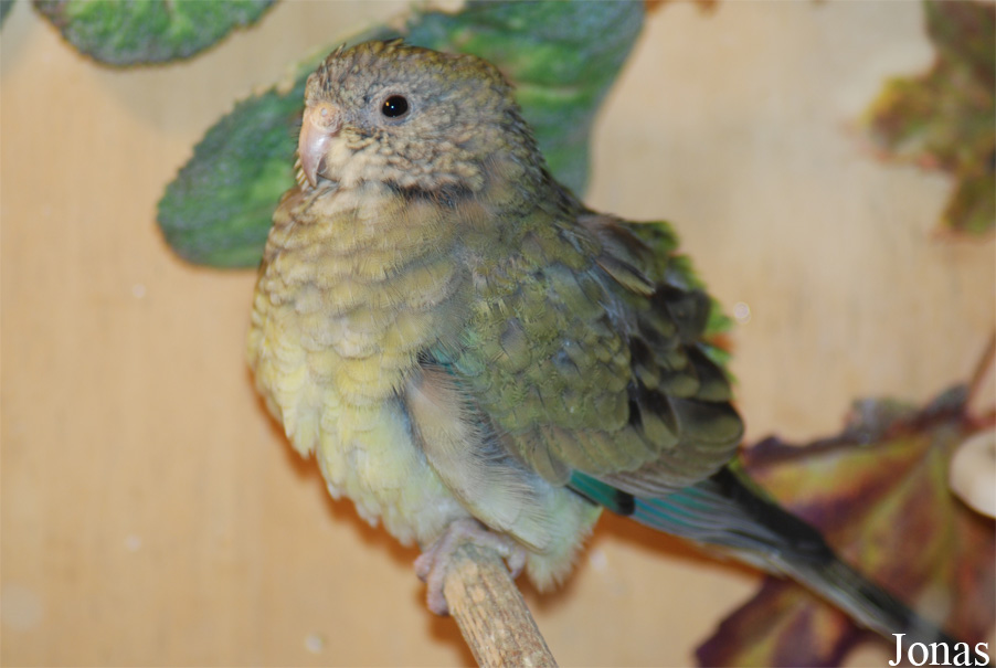 Psephotellus varius