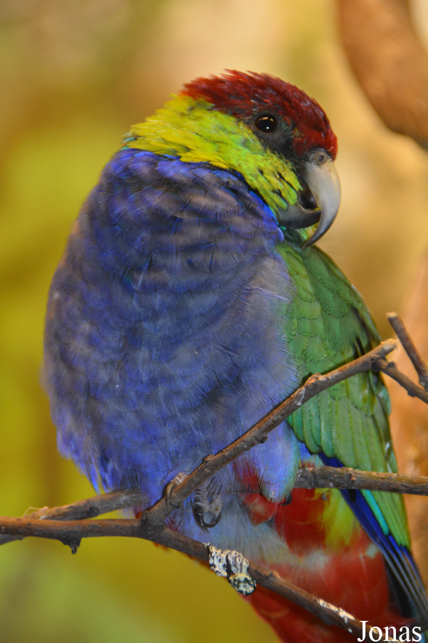 Purpureicephalus spurius