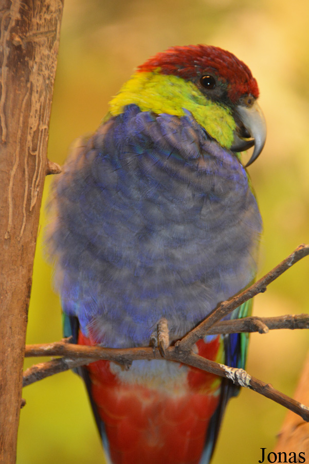 Purpureicephalus spurius