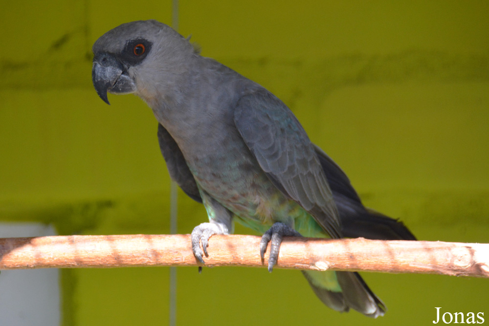 Poicephalus rufiventris