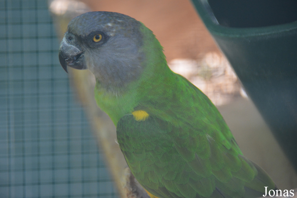 Poicephalus senegalus