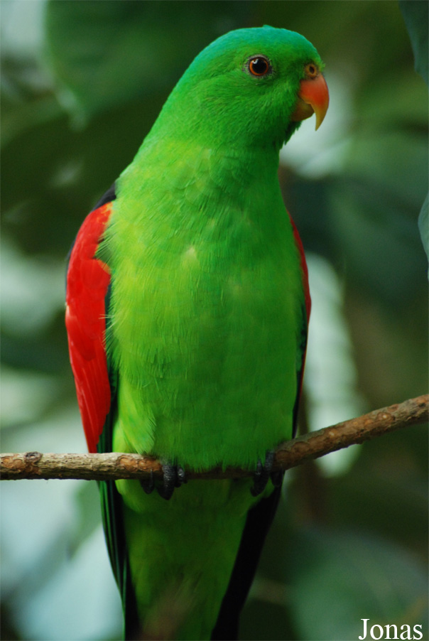 Aprosmictus erythropterus