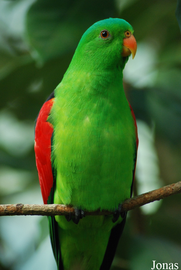 Aprosmictus erythropterus