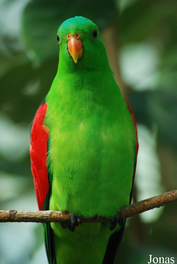 Aprosmictus erythropterus