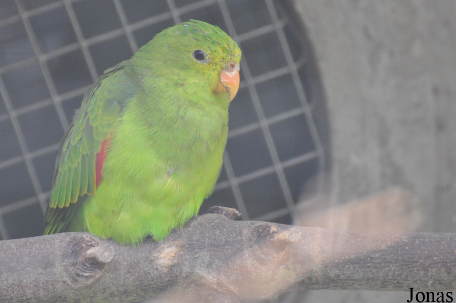 Aprosmictus erythropterus